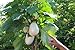 foto Portal Cool 20 Semi Solanum torvum (Albero di melanzane \ pomodoro) nuovo bestseller 2024-2023