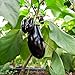 foto Melanzana, semi di melanzana - Solanum melongena nuovo bestseller 2024-2023
