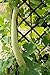 foto Semi di zucca serpente - Lagenaria siceraria - 24 semi - 24 semi nuovo bestseller 2024-2023