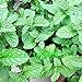 foto SEMI PLAT FIRM-giardino Semi di soia verdure, 20g / sacchetto bianco grandi fagioli home & garden Semi di piante nuovo bestseller 2024-2023