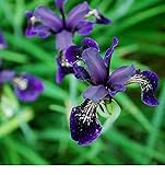 Fiore - Iris chrysographes Nero Oro - 50 Semi - Confezione Grande foto, bestseller 2024-2023 nuovo, miglior prezzo EUR 8,39 recensione
