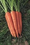 Shoopy Star 1500+ Seeds: Semi di Carota: Danvers 126 Carrot Seed Seed Fresh! foto, bestseller 2024-2023 nuovo, miglior prezzo  recensione