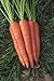 foto Shoopy Star 1500+ Seeds: Semi di Carota: Danvers 126 Carrot Seed Seed Fresh! nuovo bestseller 2024-2023