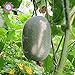 foto 10PCS Mini melone d'inverno (Benincasa hispida) sementi biologiche vegetali commestibili inverno semi del melone a casa palestra di roccia Piante nuovo bestseller 2024-2023