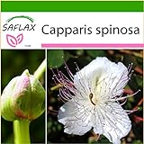 SAFLAX - Cappero - 25 semi - Con substrato - Capparis spinosa foto, bestseller 2024-2023 nuovo, miglior prezzo EUR 4,45 recensione