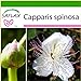 foto SAFLAX - Cappero - 25 semi - Con substrato - Capparis spinosa nuovo bestseller 2024-2023