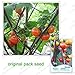 foto 30 semi / pacchetto, Arcobaleno melanzane, semi di balcone Bonsai ornamentali di frutta Melanzane di colore nuovo bestseller 2024-2023