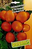 Pomodoro a Grappoli Semi Corbarino pomodoro - 5 grammi foto, bestseller 2024-2023 nuovo, miglior prezzo EUR 10,99 recensione