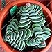 foto Pinkdose 50 pc Rare Piante grasse Arcobaleno Cactus Bonsai Pseudotruncatella Living Stone Rare Piante Catus Succulentas Giardino della casa: Multi-Colored nuovo bestseller 2024-2023