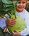 foto Cavolo rapa, semi di cavolo rapa gigante - Brassica oleracea convar. acephala alef. var. gongylodes - semi nuovo bestseller 2024-2023