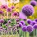 foto Portal Cool 20 Pz. Borsa: semi di cipolla gigante Allium Giganteum Regel Flower Lkr8 nuovo bestseller 2024-2023