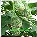 foto Pinkdose Melanzane, Semi variopinti Piuttosto Melanzana, Non transgenici Verdure Semi - 100 Particelle Seed: Bianco nuovo bestseller 2024-2023