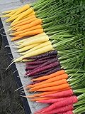 Shoopy Star Semi di carota - RAINBOW MISCELA sana del giardino Vegetable- OGM - 100 semi foto, bestseller 2024-2023 nuovo, miglior prezzo  recensione