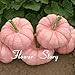 foto Portal Cool 20 Semi di zucca rosa Semi di piante rari Non OGM Delicous Fai da te Sementi di ortaggi nuovo bestseller 2024-2023