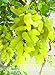 foto Pinkdose Nuovo arrivo! 100% vera d'oro dito verde dolce uva biologica bonsai, 50 pc/pacchetto, Hardy impianto squisita della frutta, BEB5BB nuovo bestseller 2024-2023