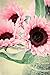 foto 40 pc / sacchetto Semi di girasole, semi di girasole da piantare i semi, bonsai fiore, 10 colori, la crescita naturale per piantare giardino di casa nuovo bestseller 2024-2023