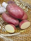 Pinkdose semi bonsai patata rossa di patate pelle 200 Empress Semi di ortaggi provenienti dalla Cina NO-OGM per la casa orto foto, bestseller 2024-2023 nuovo, miglior prezzo  recensione