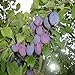 foto Pinkdose 2018 nuovi semi 100PCS organici semi di albero Melanzana Solanum Giardino ornamentale Fiore melanzane: 4 nuovo bestseller 2024-2023