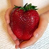 Semi sellify Egrow 100Pcs gigante rosso fragola Heirloom Super Seeds Giappone Strawberry Garden foto, bestseller 2024-2023 nuovo, miglior prezzo EUR 3,40 recensione