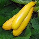 Zucchino giallo Gold Rush F1 (Semente) foto, bestseller 2024-2023 nuovo, miglior prezzo EUR 3,00 recensione