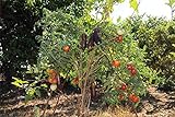 Portal Cool 150 semi Solanum torvum O Albero di spedizione libero della melanzana foto, bestseller 2024-2023 nuovo, miglior prezzo  recensione