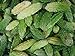 foto Asklepios-seeds - 25 Semi di Momordica charantia, Momordica charantia (ampalaya), zucca amara, melone amaro,karela, fu gwa e mara nuovo bestseller 2024-2023