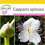 SAFLAX - Set per la coltivazione - Cappero - 25 semi - Capparis spinosa foto, bestseller 2024-2023 nuovo, miglior prezzo EUR 9,75 recensione