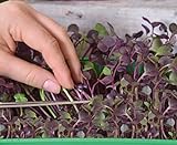 Microgreens - Ravanello - foglie giovani dal sapore unico - semi foto, bestseller 2024-2023 nuovo, miglior prezzo EUR 4,09 recensione