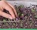 foto Microgreens - Ravanello - foglie giovani dal sapore unico - semi nuovo bestseller 2024-2023