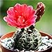 foto Pinkdose 200 pc Semi Fiore di Cactus, Semi Esotiche Piante grasse Ornamentali Attraente impressionanti: 5 nuovo bestseller 2024-2023