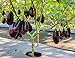 foto Pinkdose 100pcs / pack. Purple melanzane Semi Semi di ortaggi tutto rara pianta bonsai colore melanzana per i rifornimenti di giardino domestiche di trasporto libero: 7 nuovo bestseller 2024-2023