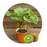 Kiwi semi della frutta, piante in vaso, MIN albero nutrizione è ricca, bella, bonsai, seme di verdure melone - 10 pc / lotto foto, bestseller 2024-2023 nuovo, miglior prezzo EUR 1,29 recensione