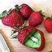 foto Kisshes Giardino - Raro innesto di semi di kiwi fragola Semi di frutta biologica dolce per la tua casa o balcone bello e multicolore nuovo bestseller 2024-2023