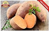 Portal Cool 20Pcs Patata Dolce Semi Piante da frutto di Verdure Batata Organic Bonsai Garden DIY foto, bestseller 2024-2023 nuovo, miglior prezzo EUR 9,99 recensione