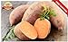 foto Portal Cool 20Pcs Patata Dolce Semi Piante da frutto di Verdure Batata Organic Bonsai Garden DIY nuovo bestseller 2024-2023