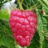 Lampone “Versailles” Rosso Rifiorente SENZA SPINE (Rubus idaeus) [Vaso 1,5 Litri] foto, bestseller 2024-2023 nuovo, miglior prezzo EUR 9,60 recensione