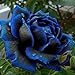 foto Ncient 20/50 Semi Sementi di Rosa Mezzanotte Blu Midnight Rose Semi di Fiori Rari Pianta Profumati per Orto Giardino Balcone Interni ed Esterni nuovo bestseller 2024-2023