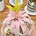 foto Pinkdose 100 Pz Rare Bromeliad Vegetable Seeds e Frutta Giardino Piante succulente Mini Cactus Pots Crescita Naturale per la casa Giardino delle Piante: 20 nuovo bestseller 2024-2023