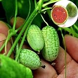 Rosepoem Mini 10pcs Semi di anguria Semi di piante ornamentali Semi di frutta foto, bestseller 2024-2023 nuovo, miglior prezzo EUR 8,99 recensione