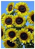 TROPICA - Girasole Full Sun F1 (Helianthus annuus) - 25 Semi- Girasoli foto, bestseller 2024-2023 nuovo, miglior prezzo EUR 3,50 recensione