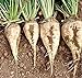 foto Barbabietole da zucchero bianco di barbabietola dolce non-OGM vegetale foraggi - 5 gr ~ 180 semi trattati nuovo bestseller 2024-2023