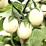 Semi di uova d'uovo di melanzane - Solanum melongena foto, bestseller 2024-2023 nuovo, miglior prezzo EUR 2,29 recensione