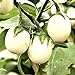 foto Semi di uova d'uovo di melanzane - Solanum melongena nuovo bestseller 2024-2023