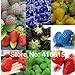 foto 12 tipi di semi di fragola diversi (verde, bianco, nero, rosso, blu, Giant, MINI, bonsai, normale Rosso, Pineberry fragola) nuovo bestseller 2024-2023