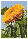 TROPICA - Girasole Orange Sun F1 (Helianthus annuus) - 60 Semi- Girasoli foto, bestseller 2024-2023 nuovo, miglior prezzo EUR 3,50 recensione