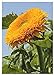 foto TROPICA - Girasole Orange Sun F1 (Helianthus annuus) - 60 Semi- Girasoli nuovo bestseller 2024-2023