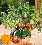 100 mini semi di melone dolce melone albero non GMO-biologica di frutta e semi di ortaggi per il giardino di casa fai da te foto, bestseller 2024-2023 nuovo, miglior prezzo EUR 3,49 recensione