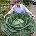 foto Generic 100 semi/bag rare gigante russo semi di cavolo, semi di ortaggi 95% + germinazione, verdure di alta qualità per giardinaggio nuovo bestseller 2024-2023