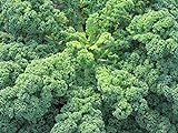 Portal Cool 75 sementi biologiche cavolo riccio blu VarietÃ  - Cavolo Brassica oleracea Superfood foto, bestseller 2024-2023 nuovo, miglior prezzo EUR 9,99 recensione