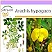 foto SAFLAX - Arachide - 8 semi - Arachis hypogaea nuovo bestseller 2024-2023